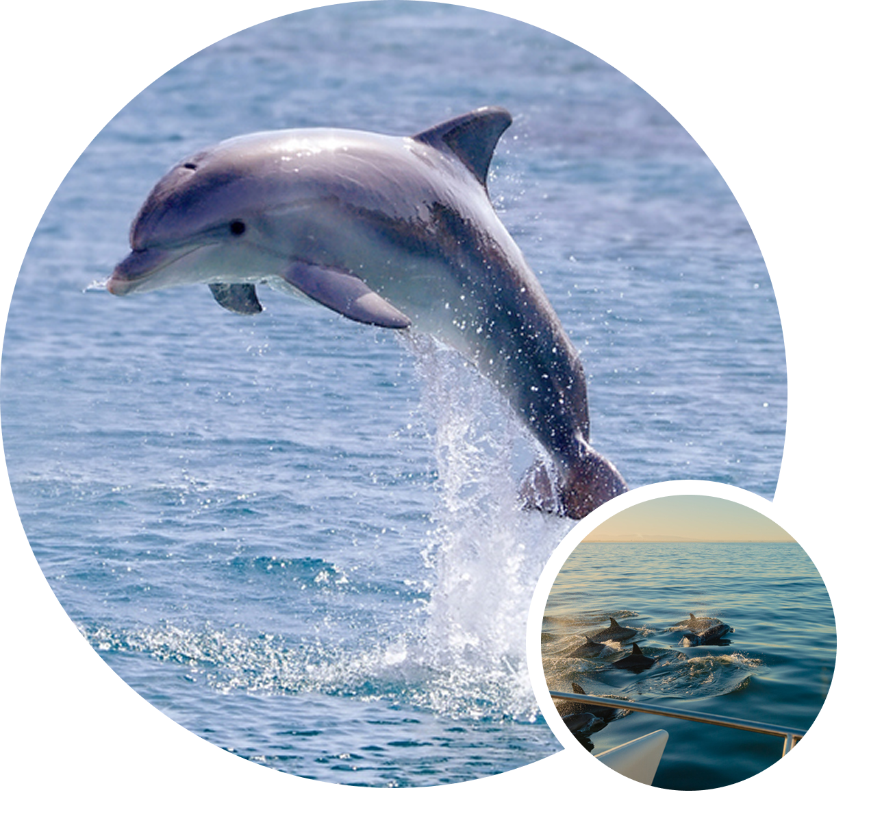 Dolphins swimming in the ocean